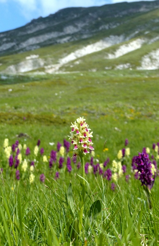 Dactylorhiza sambucina f. chusae  Parco Nazionale del Gran Sasso  giugno 2023.